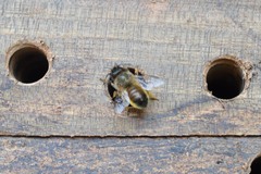 Osmia