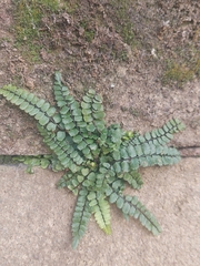 Asplenium trichomanes