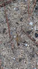 Nephrotoma appendiculata