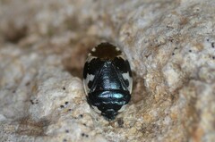 Tritomegas bicolor