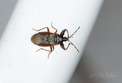 Gastrodes abietum