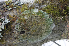 Physconia enteroxantha