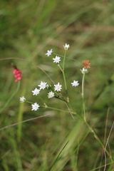 Alepidea peduncularis