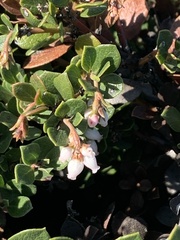 Arctostaphylos pacifica