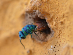 Chrysis terminata