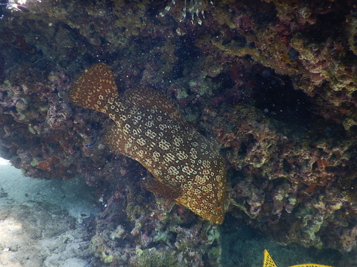 Smooth grouper (Dermatolepis striolata) — Serranidae — 5