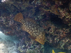 Dermatolepis striolata