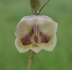 Gladiolus papilio