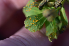 Melampsora helioscopiae