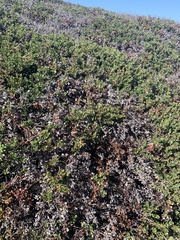Arctostaphylos pacifica
