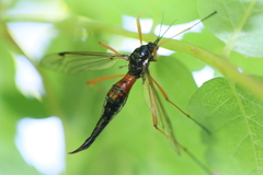 Tanyptera dorsalis
