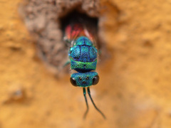 Chrysis terminata