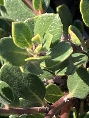 Arctostaphylos pacifica