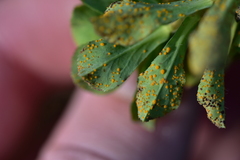 Melampsora helioscopiae