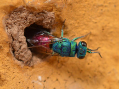 Chrysis terminata