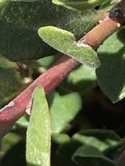 Arctostaphylos pacifica