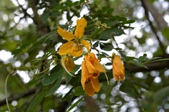 Senna skinneri