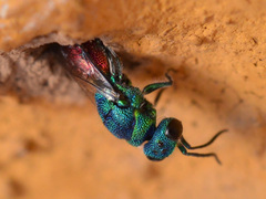Chrysis terminata