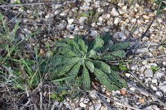 Echium vulgare pustulatum