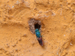 Chrysis terminata