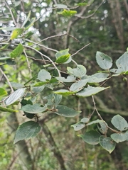 Celtis africana