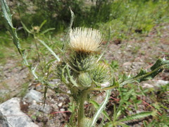Cirsium hookerianum