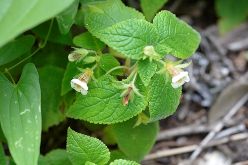 Achimenes warszewicziana (Achimenes warszewicziana)