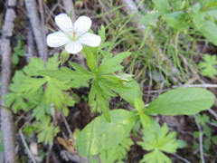Geranium richardsonii