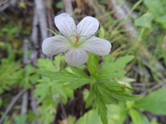 Geranium richardsonii