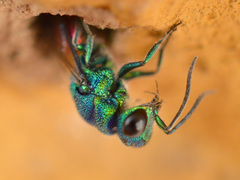 Chrysis terminata