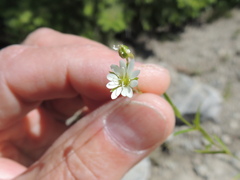 Stellaria graminea