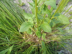 Packera pseudaurea
