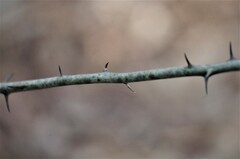Smilax smallii