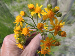 Packera pseudaurea