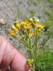 Packera pseudaurea