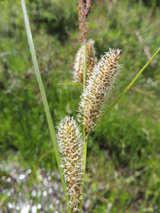 Carex rostrata