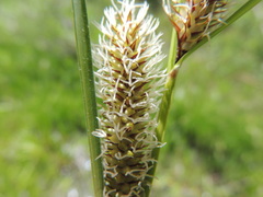 Carex rostrata