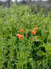 Alonsoa meridionalis