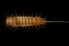 Reesa vespulae
