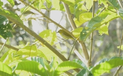 Zosterops palpebrosus