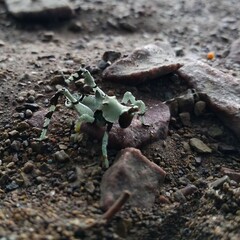 Lichenomorphus pirani