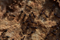 Crematogaster sordidula