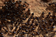 Crematogaster sordidula