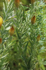 Helichrysum herbaceum