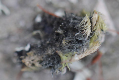 Physconia enteroxantha