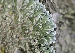 Physconia enteroxantha