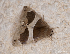 Dysgonia torrida