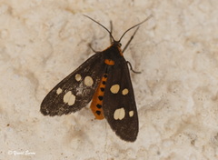 Dysauxes famula