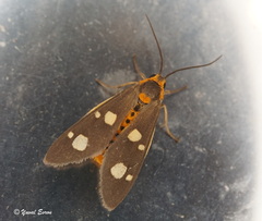 Dysauxes famula