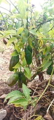 Capsicum pubescens